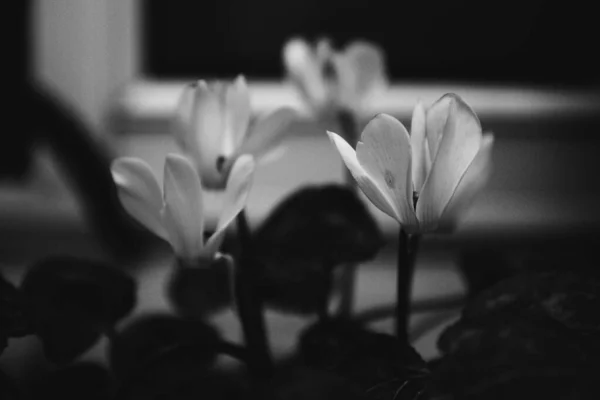 Eine Graustufe Weißer Blumen Garten — Stockfoto