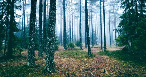 Una Splendida Vista Sul Paesaggio Degli Alberi Della Foresta Autunno — Foto Stock