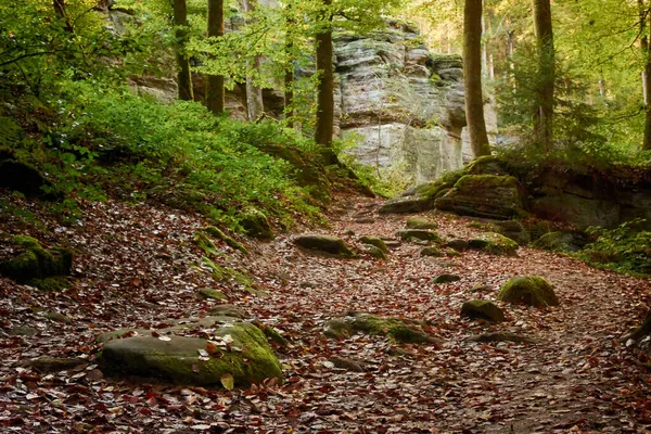 Uma Bela Foto Uma Floresta Luxemburgo — Fotografia de Stock