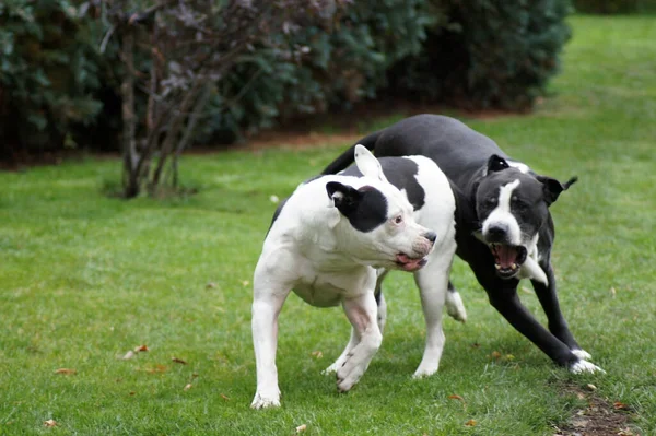 Deux Terriers Taureaux Staffordshire Battant Dans Champ — Photo