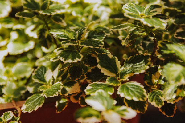 Eine Nahaufnahme Der Natürlichen Grünen Pflanze — Stockfoto