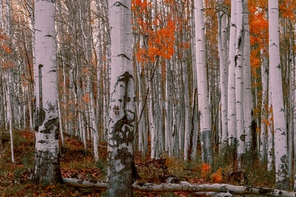 Aspen Fák Mind Őshonos Hideg Régiókban Hűvös Nyarak Északi Félteke — Stock Fotó