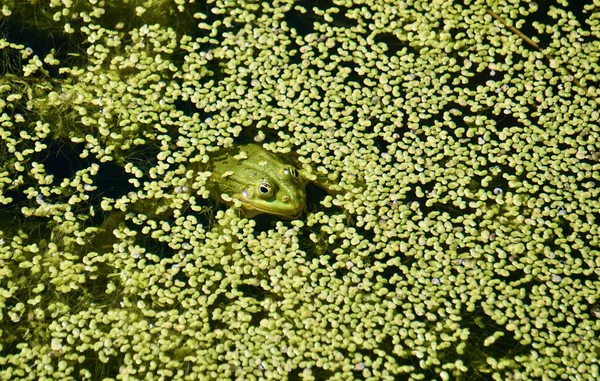 Primer Plano Rana Sentada Agua Verde — Foto de Stock