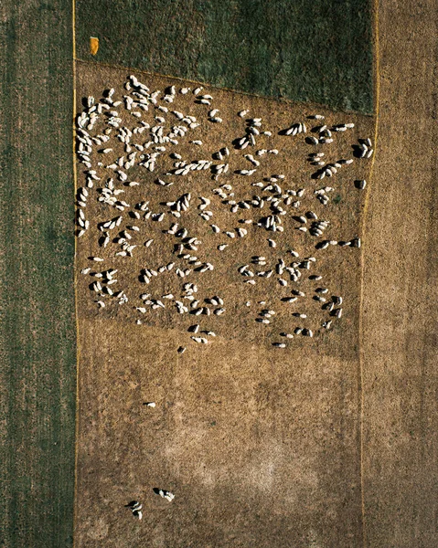 Tiro Aéreo Ovelhas Brancas Pastando Prado — Fotografia de Stock