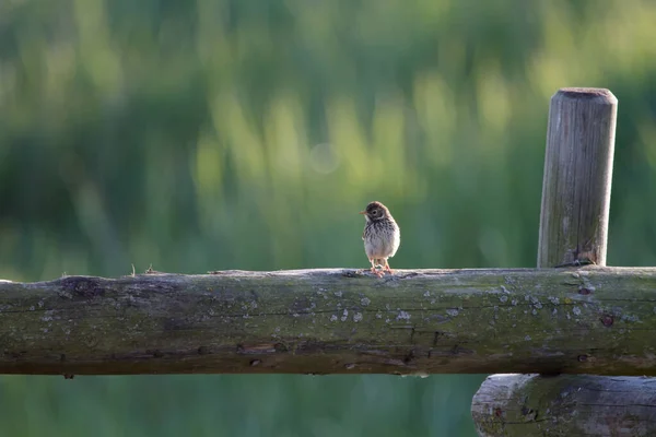 Výběrový Snímek Vrabce Sedícího Dřevěném Fenku — Stock fotografie