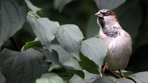 Tiro Close Pássaro Galho Uma Árvore Uma Floresta Durante Dia — Fotografia de Stock