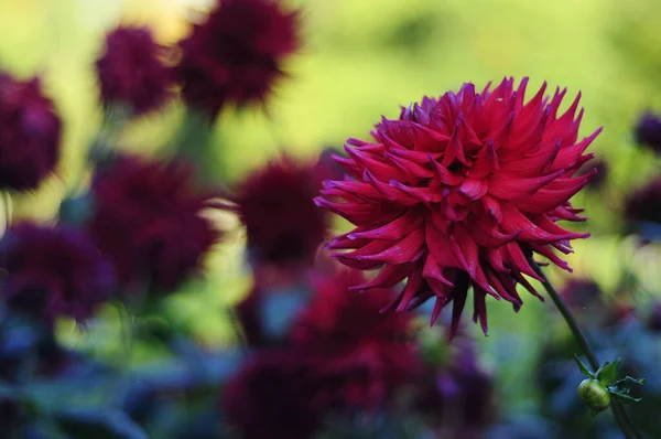 屋外での赤いダリアの花の選択的な焦点ショット — ストック写真