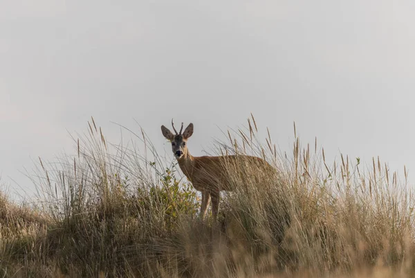 Primo Piano Bellissimo Cervo Che Pascola Nella Foresta — Foto Stock