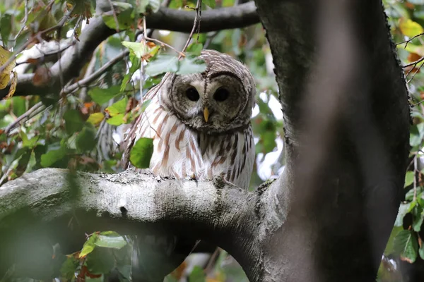 Closeup Shot Owl Perched Tree Branch Park Halifax Canada — Stock Photo, Image