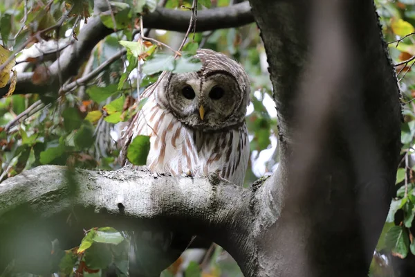 Gros Plan Une Chouette Perchée Sur Une Branche Arbre Dans — Photo