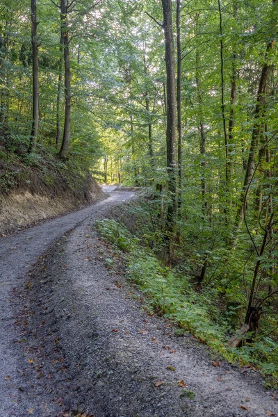 Paysage Sauvage Uetliberg Zurich Suisse — Photo