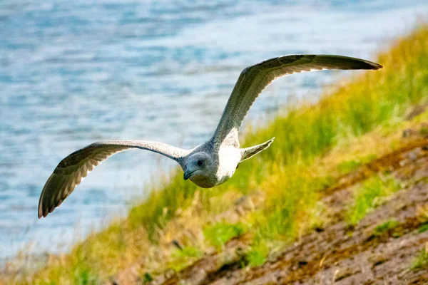 Ein Seevögel Fliegt Über Das Küstenfeld — Stockfoto