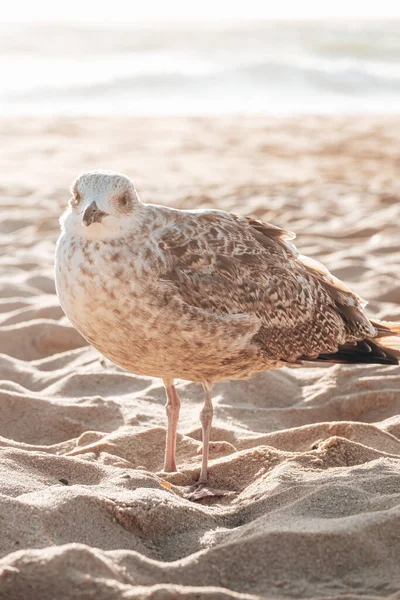 Une Prise Vue Sélective Des Oiseaux Marins Sur Sable — Photo