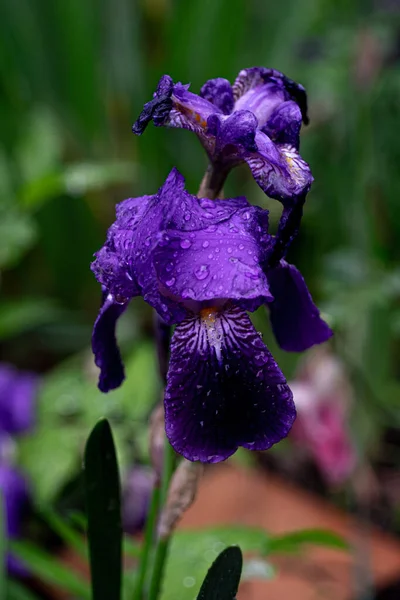 一缕美丽的紫色花朵在花园里盛开 雨滴点缀在上面 — 图库照片