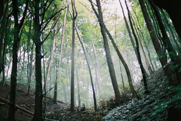 Angle Bas Des Grands Arbres Dans Forêt — Photo