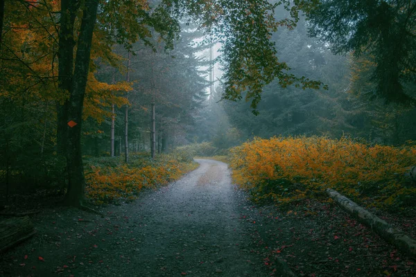 Caminho Uma Floresta Cercada Por Árvores Com Fundo Nebuloso — Fotografia de Stock