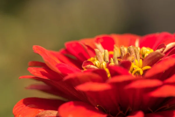 Ένα Κοντινό Πλάνο Ενός Κατακόκκινου Κόκκινου Λουλουδιού — Φωτογραφία Αρχείου