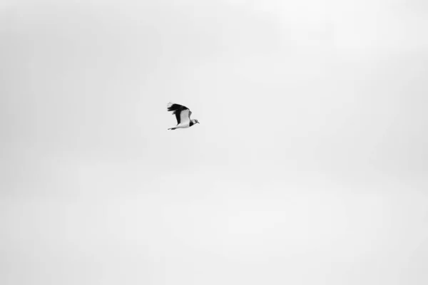 Ein Malerischer Blick Auf Einen Vogel Der Den Himmel Fliegt — Stockfoto