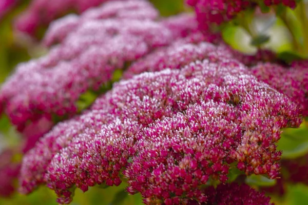 Primer Plano Hermosas Flores Espirea Rosa Jardín —  Fotos de Stock