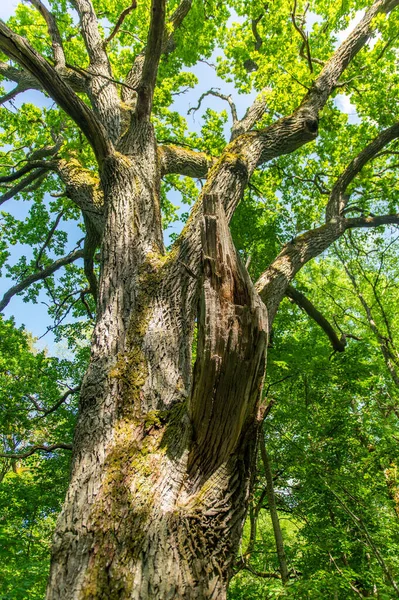 Pionowe Ujęcie Drzewa Pokrytego Zielonymi Liśćmi Polu Pod Sunlight — Zdjęcie stockowe