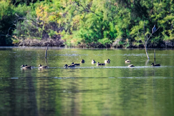 Ein Schöner Blick Auf Enten Die Auf Den See Springen — Stockfoto
