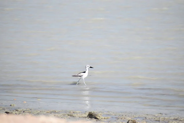 Pluvier Crabe Oiseau Sur Eau Plage — Photo