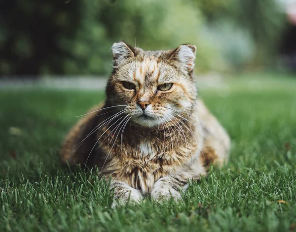 Ένα Κοντινό Πλάνο Μιας Γάτας Έναν Κήπο Κατά Διάρκεια Της — Φωτογραφία Αρχείου