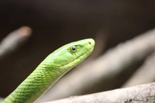 Tiro Perto Uma Cobra Verde — Fotografia de Stock