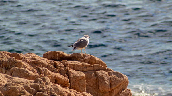 Uma Gaivota Empoleirada Sobre Uma Rocha Mar — Fotografia de Stock