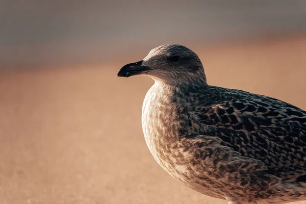 Zbliżenie Mewy Plaży — Zdjęcie stockowe