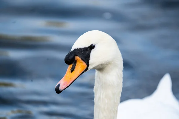 Een Prachtig Portret Van Een Witte Zwaan Drijvend Het Wateroppervlak — Stockfoto