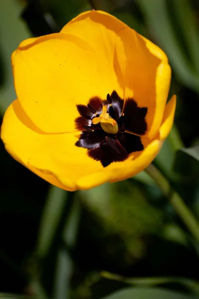 Ein Vertikaler Blick Auf Eine Gelbe Tulpe Tulipa Unter Der — Stockfoto