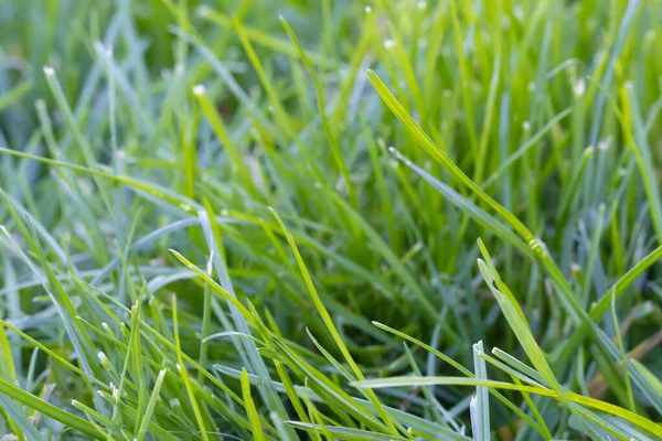 Primo Piano Erba Fresca Una Giornata Sole — Foto Stock