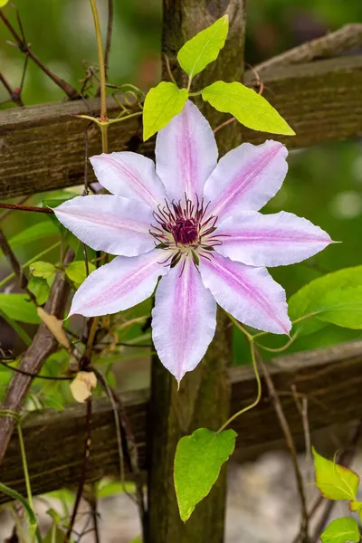 Une Vue Verticale Nelly Moser Clematis Fleur Sur Une Clôture — Photo