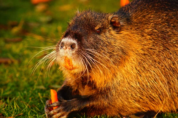 Retrato Coypu Rio Nidda Frankfurt Cidadãos Especialmente Famílias Gostam Alimentá — Fotografia de Stock