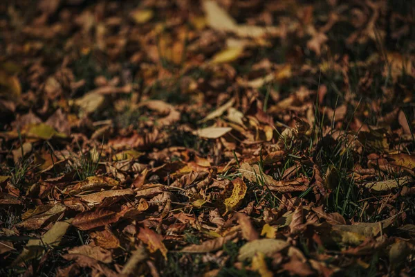 Een Close Van Herfstbladeren Grond Gevallen — Stockfoto