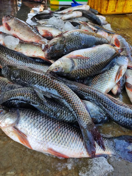 Tiro Vertical Peixes Recém Capturados Mercado Frutos Mar — Fotografia de Stock