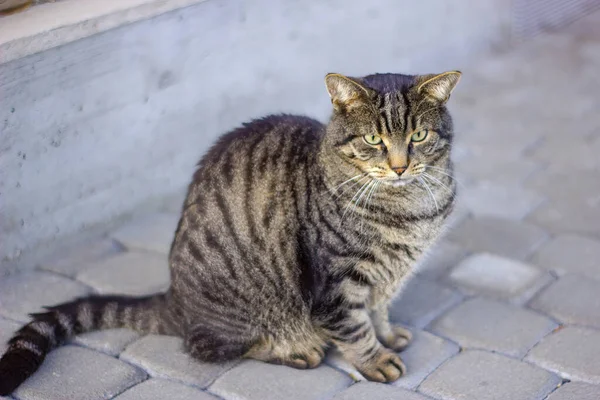 Dışarıda Oturan Sevimli Bir Evcil Kedi — Stok fotoğraf