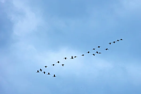 Silhouettes of crane birds in the blue sky flying in wedge formation