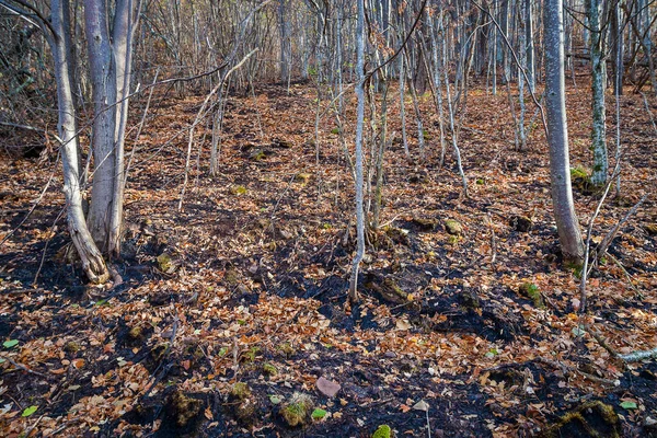 Bladloze Bomen Het Herfstbos Brand Een Sombere Dag Oude Berg — Stockfoto