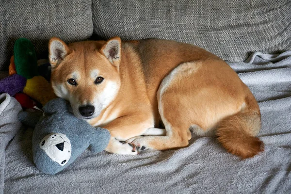 Een Closeup Shot Van Een Shiba Inu Hond Liggend Bank — Stockfoto