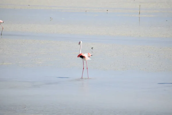 Egy Közeli Kép Egy Flamingóról Tavon — Stock Fotó