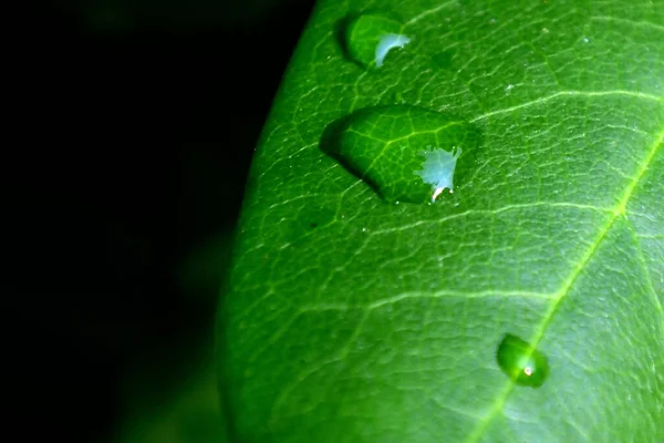 Крупный План Текстуры Зеленого Листа Капельками Воды Черном Фоне — стоковое фото