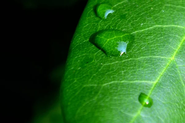 Tiro Close Uma Textura Folha Verde Com Gotas Água Contra — Fotografia de Stock