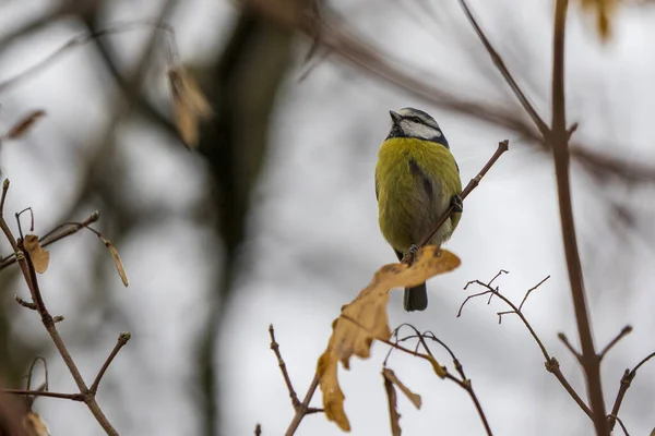 Selective Focus Shot Great Tit Bird Perched Tree Branch — стоковое фото