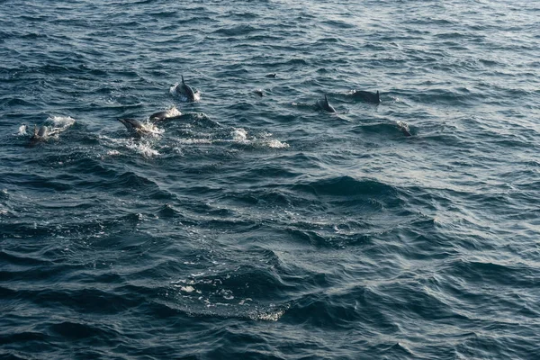 Eine Gruppe Delfine Springt Einem Welligen Blauen Ozean — Stockfoto