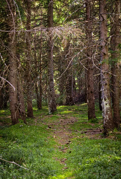 Çimlerin Bitkilerin Ormandaki Uzun Ağaçların Güzel Manzarası — Stok fotoğraf