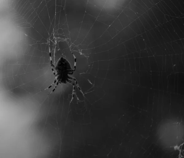 Tiro Macro Escala Cinza Aranha Uma Teia Aranha — Fotografia de Stock