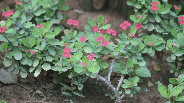 Gros Plan Arbuste Couronne Épines Aux Fleurs Roses — Photo