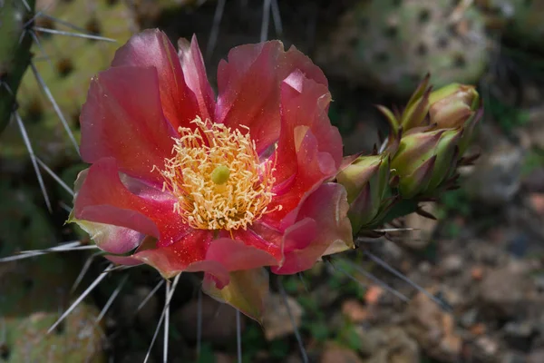 Plan Sélectif Cactus Fleurs Rouges — Photo